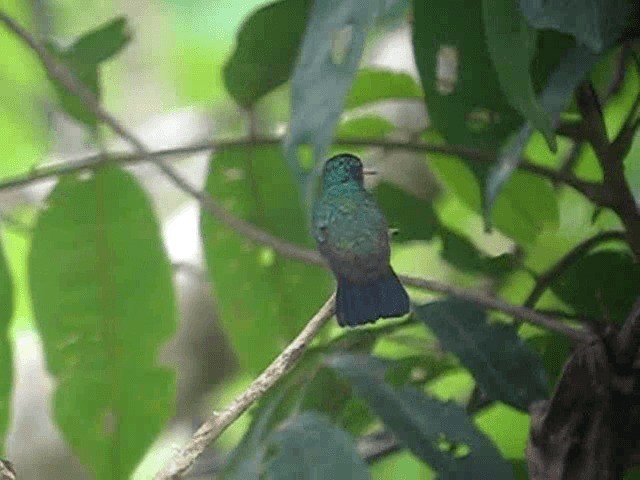 Colibri azuré - eBird