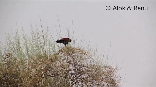  - Greater Coucal (Greater)