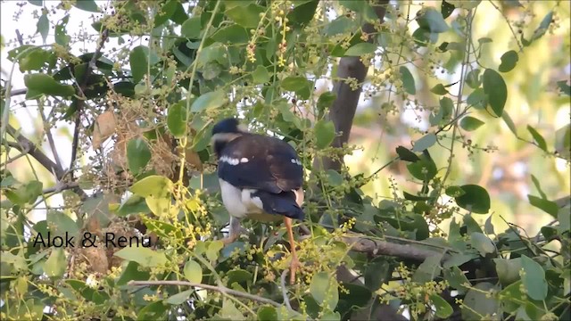 Asian Pied Starling (Asian) - ML201966151
