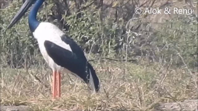 Black-necked Stork - ML201966221