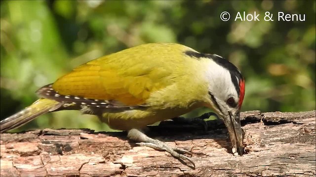 Gray-headed Woodpecker (Black-naped) - ML201966261