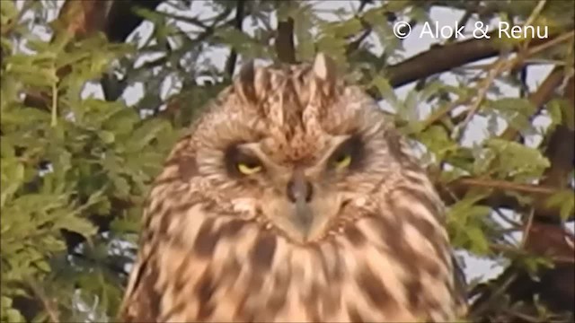 Short-eared Owl (Northern) - ML201966301