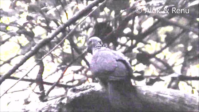 Pigeon d'Elphinstone - ML201966531
