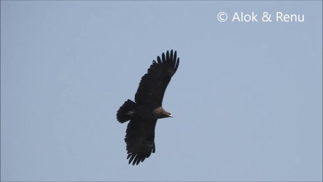 Indian Spotted Eagle - ML201966601