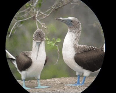 Blue-footed Booby - ML201966701