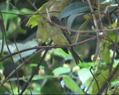 Yellow-olive Flatbill (Guianan) - ML201966741