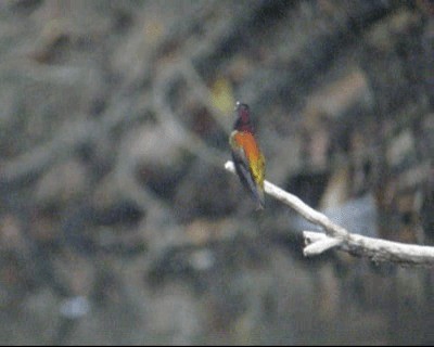 kolibřík topasovohrdlý - ML201966751