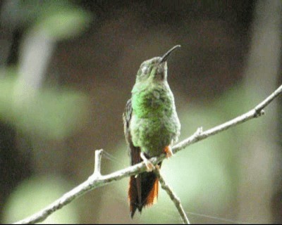 kolibřík topasovohrdlý - ML201966761