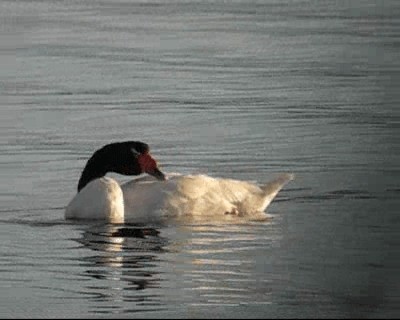 Black-necked Swan - ML201966901