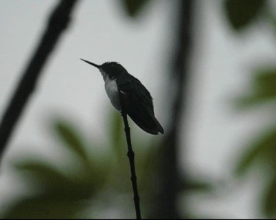 kolibřík černouchý - ML201967111