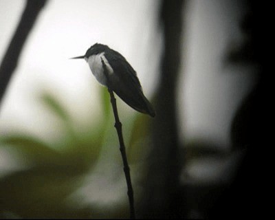 kolibřík černouchý - ML201967121