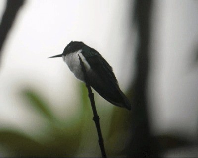 kolibřík černouchý - ML201967131