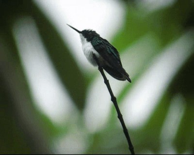 kolibřík černouchý - ML201967151