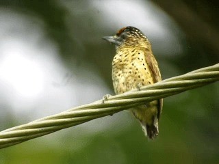 Scaled Piculet (Black-dotted) - ML201967271