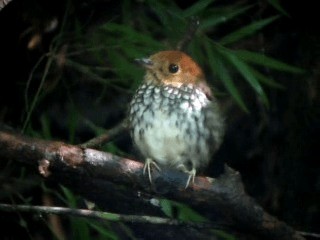 Scallop-breasted Antpitta - ML201967291