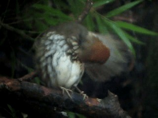 Scallop-breasted Antpitta - ML201967301