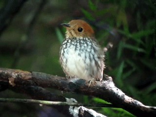 Scallop-breasted Antpitta - ML201967311