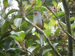 Rufous-throated Solitaire (Rufous-throated) - ML201967391