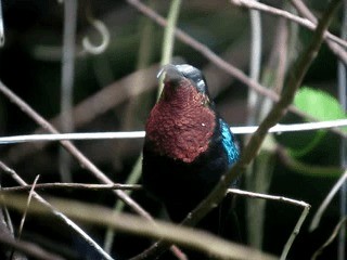 kolibřík nachovohrdlý - ML201967401