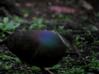  - Bridled Quail-Dove