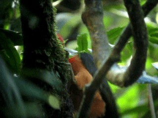 Red-necked Woodpecker - ML201967501
