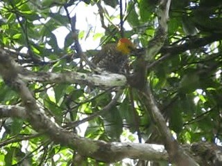 Yellow-throated Woodpecker - ML201967511