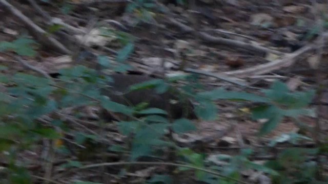 Tinamou à pieds rouges - ML201967551