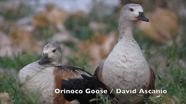 Orinoco Goose - ML201967601