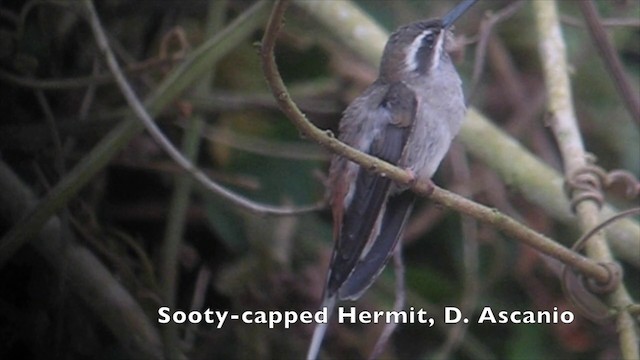Sooty-capped Hermit - ML201967611