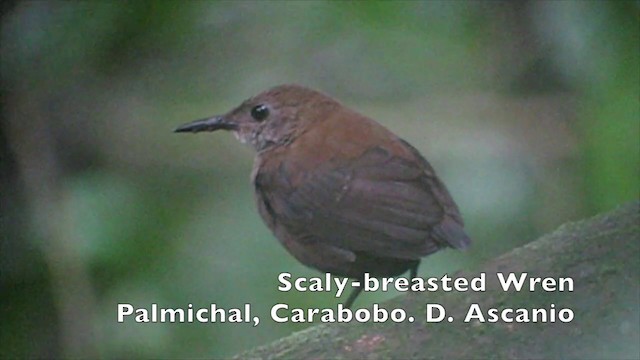 Scaly-breasted Wren (Southern) - ML201967621
