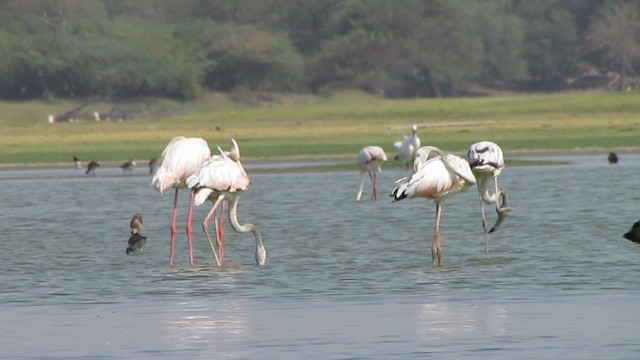 Greater Flamingo - ML201967791