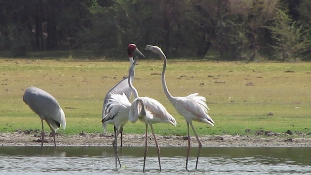 Greater Flamingo - ML201967801