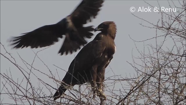 Indian Spotted Eagle - ML201968081