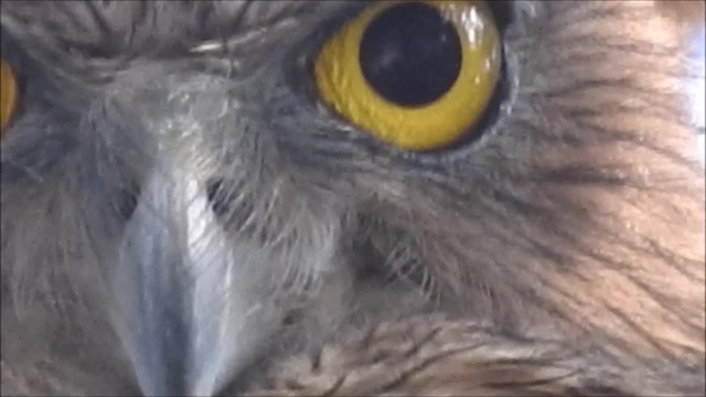  - Brown Fish-Owl (Eastern)