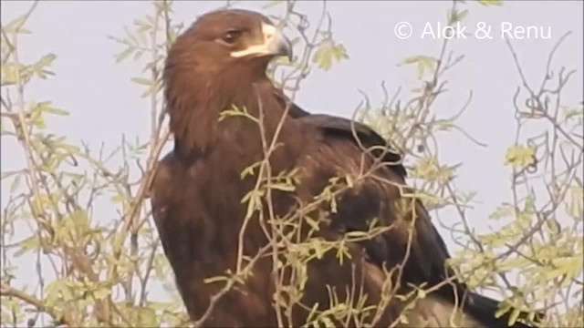 Indian Spotted Eagle - ML201968241