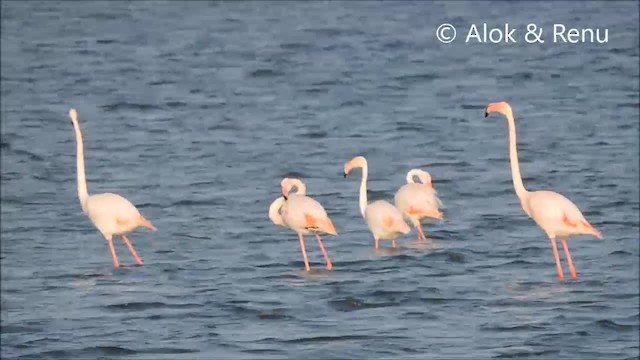 Greater Flamingo - ML201968321