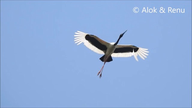 Black-necked Stork - ML201968441