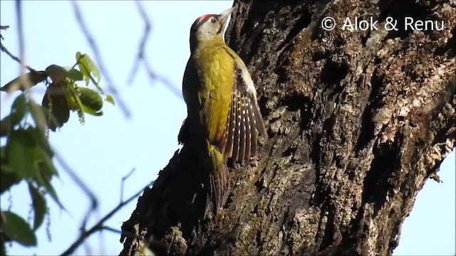 Gray-headed Woodpecker (Black-naped) - ML201968521