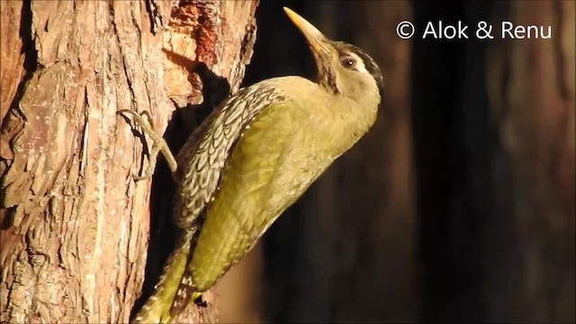 Scaly-bellied Woodpecker - ML201968531