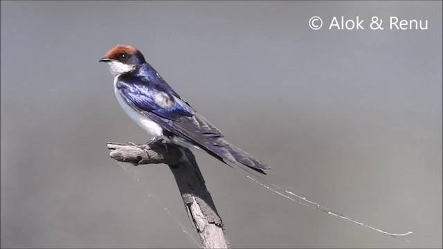 Wire-tailed Swallow - ML201968621