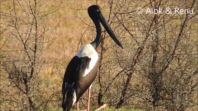 Black-necked Stork - ML201968751
