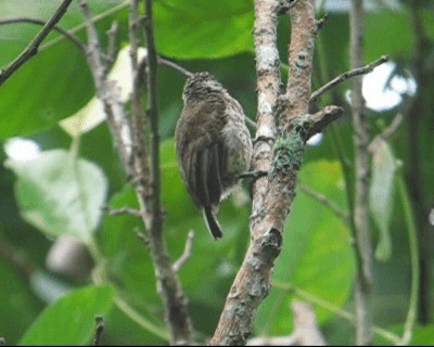 Scaled Piculet (Black-dotted) - ML201968761