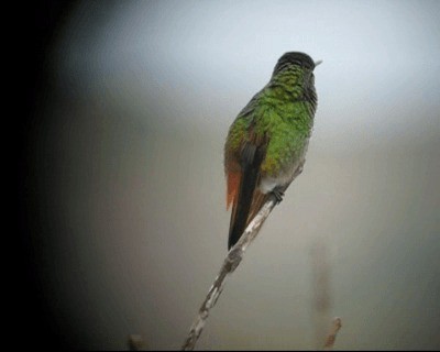 Copper-tailed Hummingbird - ML201968771
