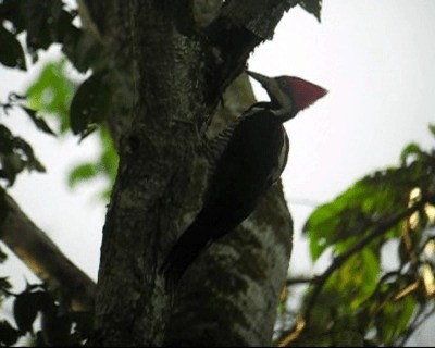 Crimson-crested Woodpecker - ML201968871