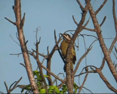 Spot-breasted Woodpecker - ML201968901