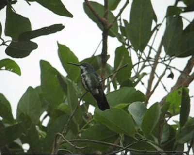 Smaragdkehl-Mangokolibri - ML201968921