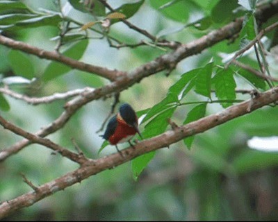 American Pygmy Kingfisher - ML201968931
