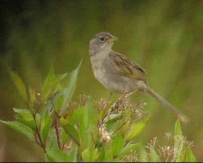 Wedge-tailed Grass-Finch - ML201969101