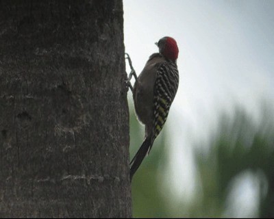 Hispaniolan Woodpecker - ML201969181
