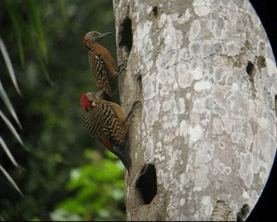 Hispaniolan Woodpecker - ML201969191